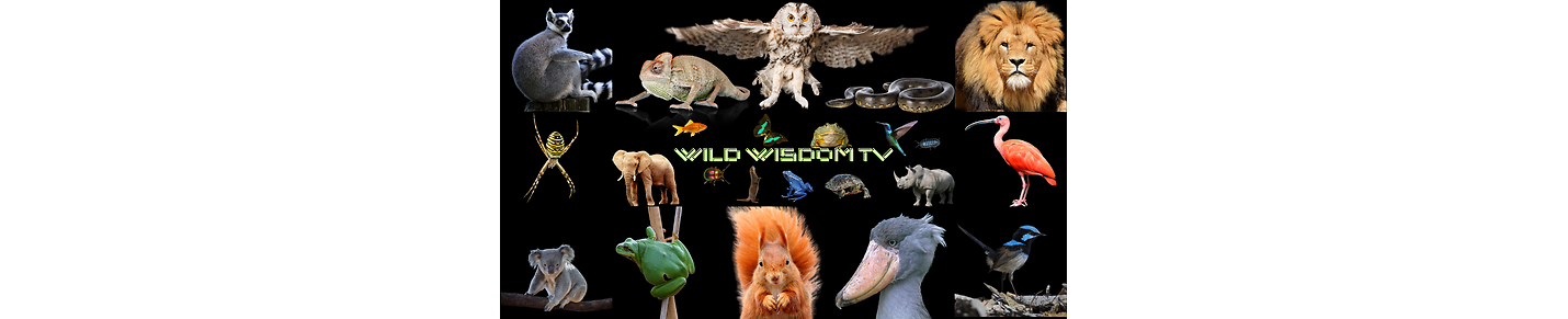 WildWisdomTV