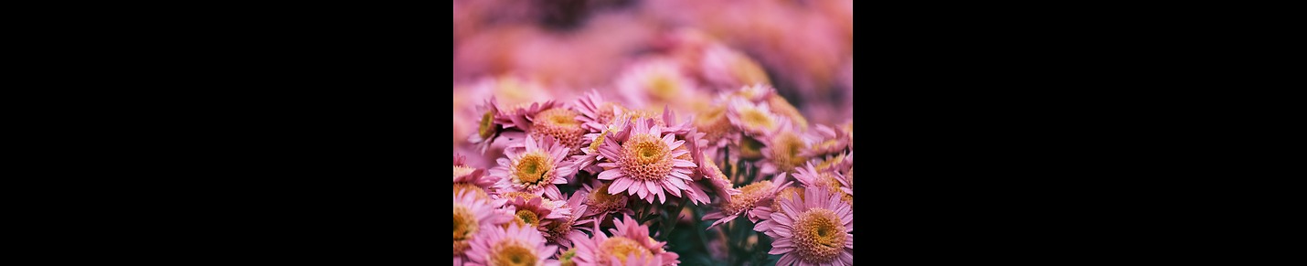 ChrysanthemumsX