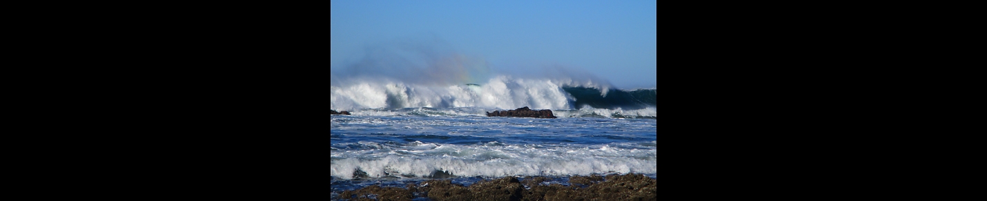 Oregon Surf