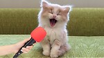 "Get Ready to LOL: The Funniest Animal Videos of 2023!"