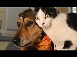 cats and dogs funny