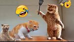 Funniest Animals 2024 😂 Bes Funny Cats and Dogs Videos 😻🐶