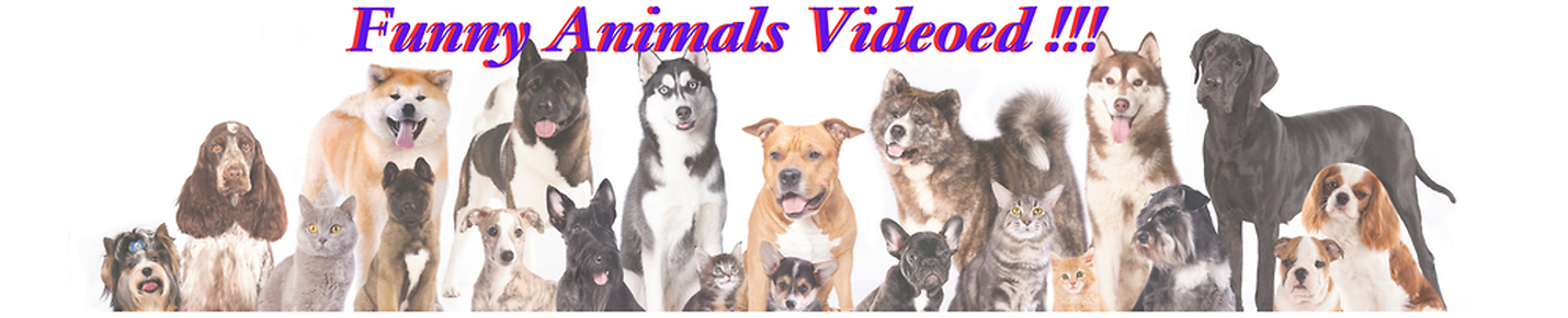 Funny Animals Videoed !!!