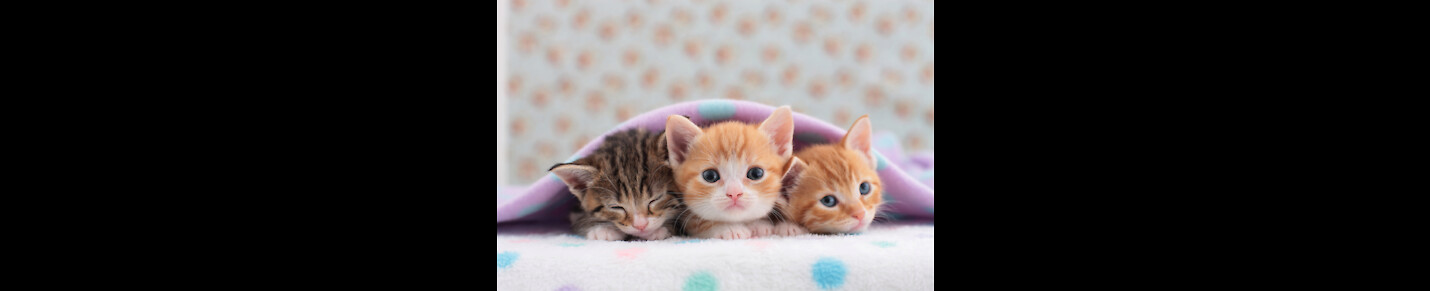Lovely cute kittens