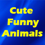 Our Funny Animals