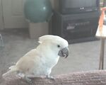 Tweety the Cockatoo