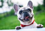 I upload funny videos about animals in high quality. I hope you will see the videos and I will be happy for you to smile I'm here for you to smile