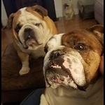 Tua and Ouiji - Will mug for treats...