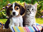 Fun and loving videos of Animals specially cats and dogs.