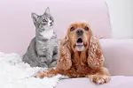 Tips for dogs and cats