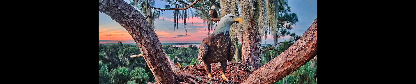 Live Bald Eagle Cam