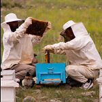 L'univers d'apiculture, The world of beekeeping