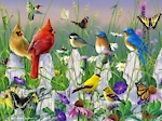 Beautiful birds and butterflies