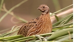 Common Quail Sounds For Hunting