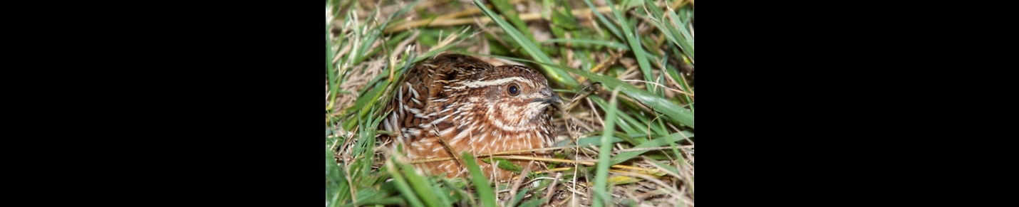 Common Quail Sounds For Hunting