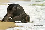 World of Baby Elephants