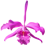 Ninja_Orchids