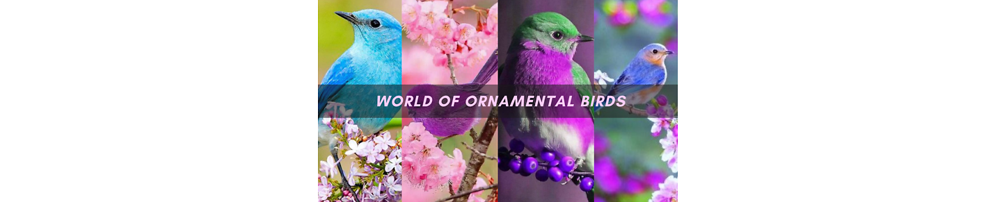 The latest videos in the field of Ornamental Birds 🦜