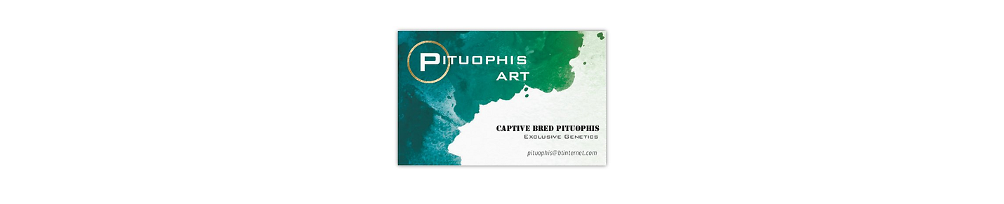 Pituophis Art