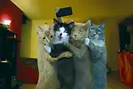 funny animal video