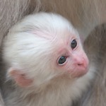 Monkey Baby Lover