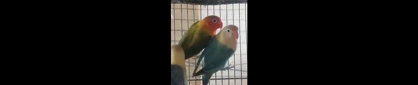 My Lovebirds Aviary