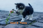 Cute and Funny pets video