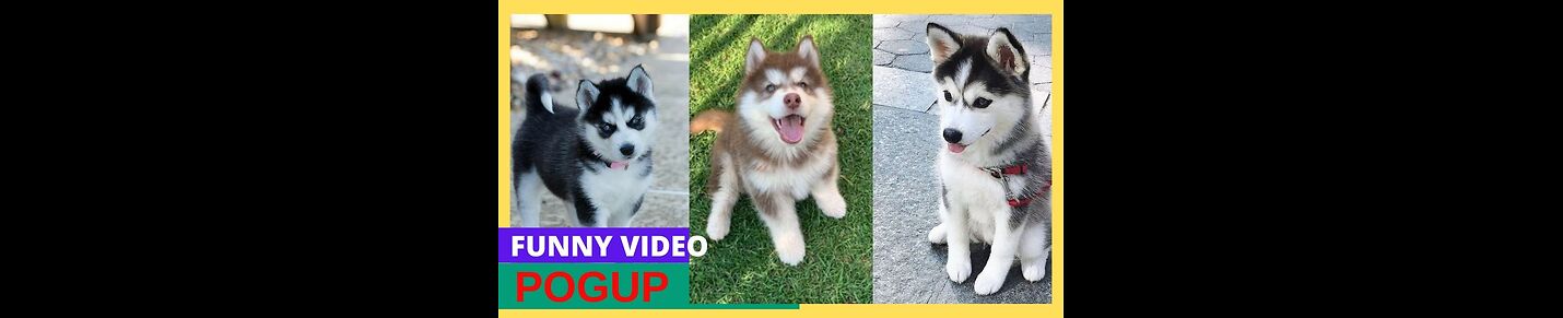 Funny Animals And Puppies Life 4K Quality Video
