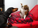 THIS CHANNEL ONLY FOR CATS AND DOGS FUNNY VIDEOS