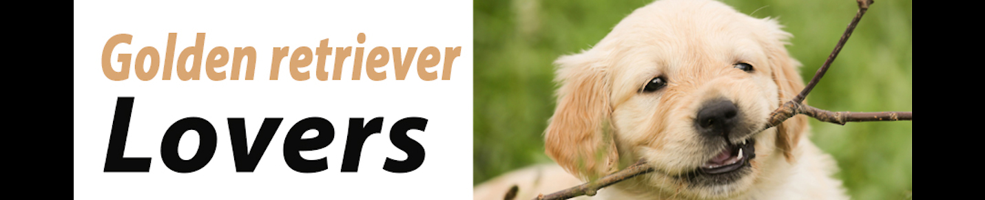 Golden retriever puppy and dog lovers viral videos