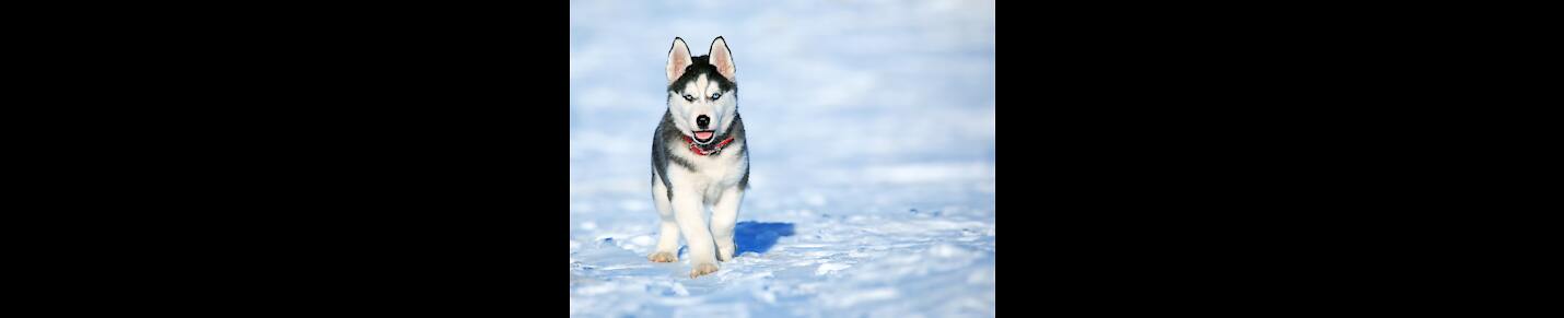 ♥Cute Puppies Doing Funny Things ♥  Cutest Dogs