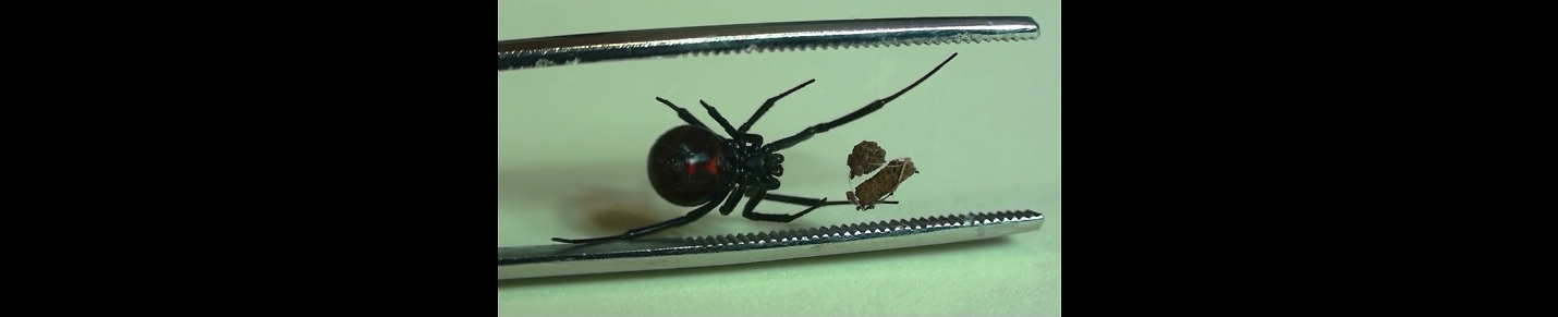 Black Widow Spider BeanMeister22