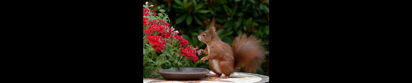 Flowers And Nature