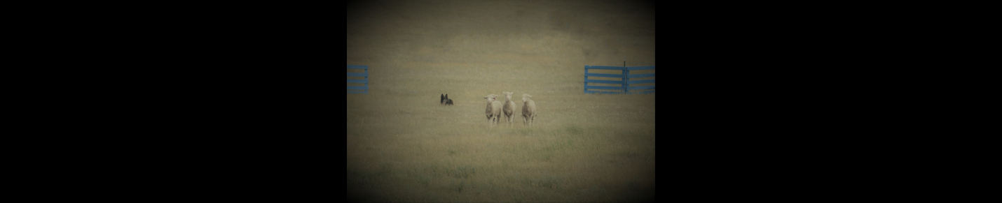 Flying Ewe Sheepdogs