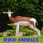 Wild Animals & Creature Animals