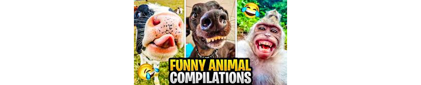 Funny animal clips for animal Lovers
