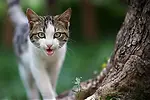 Cat and sport & lovely videos