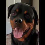 Horus The Rottweiler