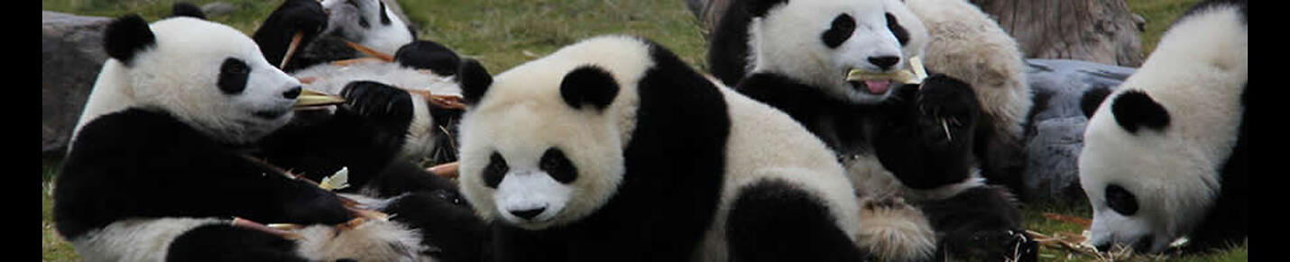 Pandas living in China