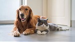 "Cat & Dog Rumble: The Ultimate Destination for Hilarious Pet Videos"