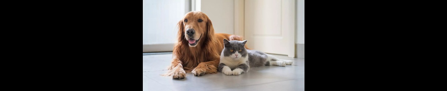 "Cat & Dog Rumble: The Ultimate Destination for Hilarious Pet Videos"