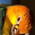 Pazzo the Crazy Caique