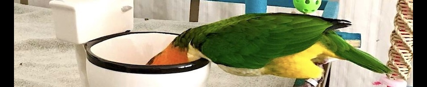 Pazzo the Crazy Caique