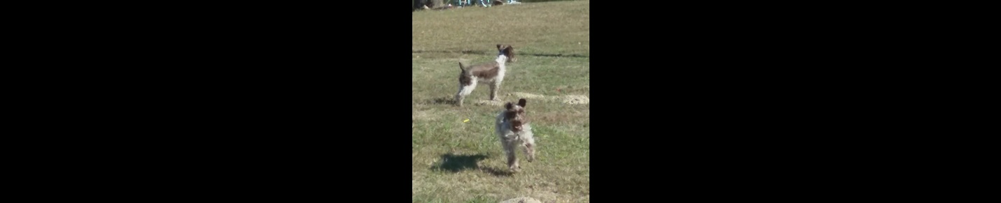 Trudy's Schnauzers