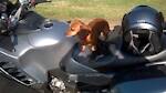 Puppies and Motorcycles