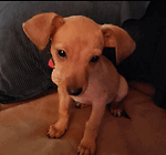 Bluto The Chihuahua - My Smart Funny Cute Puppy Dog