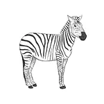 Coding Zebra
