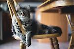 CATS - Cute Cats - Adorable Cats - Funny Cats Compilations