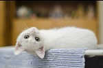 Whisker Wonderland: Unleash the Cuteness of Cats!