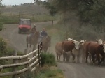 Eagle Canyon Herefords